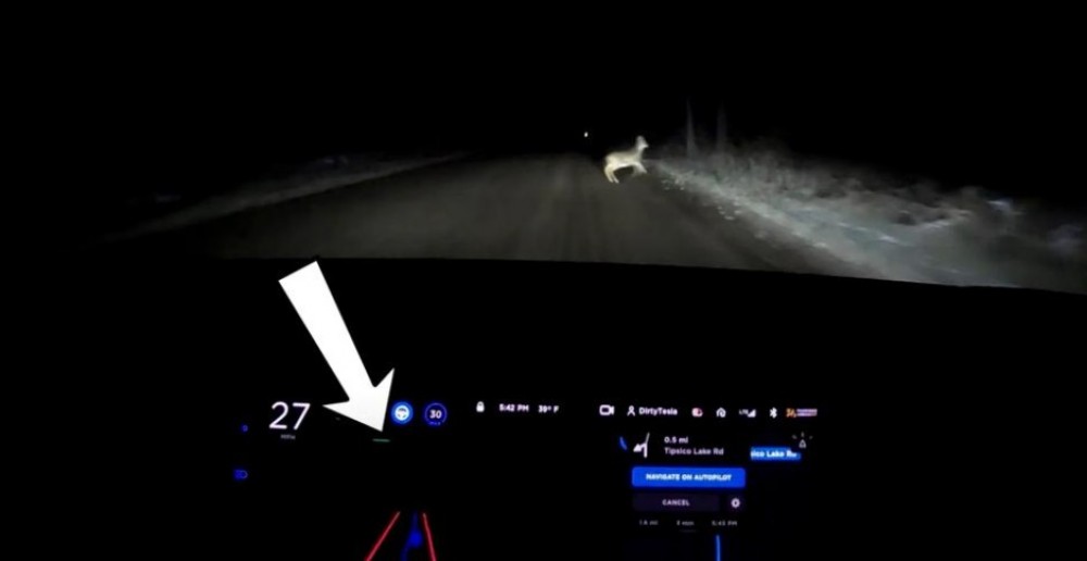 Cum reacționează o mașină Tesla când în față îi apare o căprioară